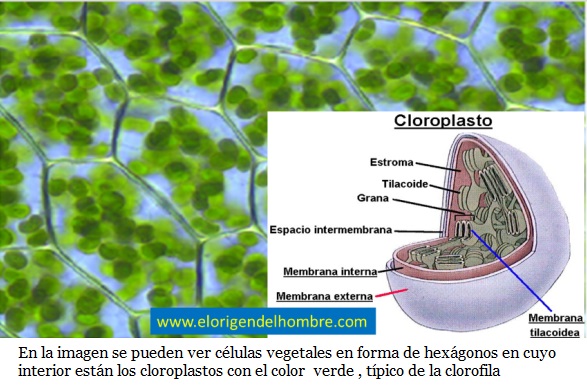 fotosintesis artificial cloroplastos